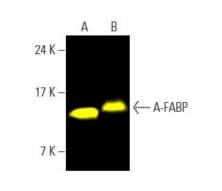 A-FABP Antibody (B-4) - Western Blotting - Image 397484 