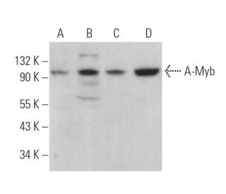A-Myb Antibody (D-12) - Western Blotting - Image 372557 