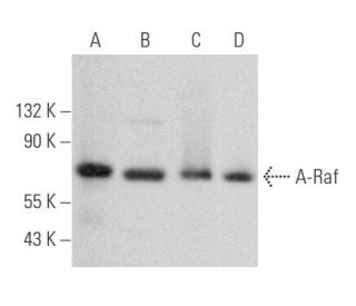 A-Raf Antibody (A-5) - Western Blotting - Image 355851