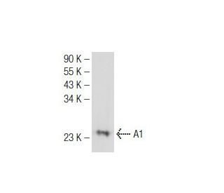 A1 Antibody (B-3) - Western Blotting - Image 126303Each CRISPR/Cas9 Knockout (KO) Plasmid product consists of a pool of 3 plasmids designed to ensure identification and cleavage of a specific gene for maximum knockout efficiency. Each plasmid encodes a unique 20 nt sequence derived from the GeCKO (v2) library.