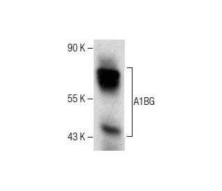 A1BG Antibody (F-9) - Western Blotting - Image 281259