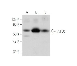 A1Up Antibody (H-2) - Western Blotting - Image 344485 
