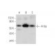 A1Up Antibody (H-2) - Western Blotting - Image 344485 