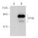 A1Up Antibody (H-2) - Western Blotting - Image 364946