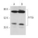 A1Up Antibody (H-2) - Western Blotting - Image 371854 
