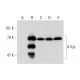 A1Up Antibody (M398) - Western Blotting - Image 136693 