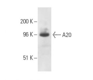 A20/TNFAIP3 Antibody (8E8.38) - Western Blotting - Image 10671