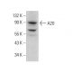 A20/TNFAIP3 Antibody (B-5) - Western Blotting - Image 376950