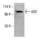 A20/TNFAIP3 Antibody (B-5) - Western Blotting - Image 414801 