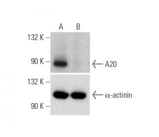 A20 (A-12): sc-166692. Western blot analysis of A20 expression in... 