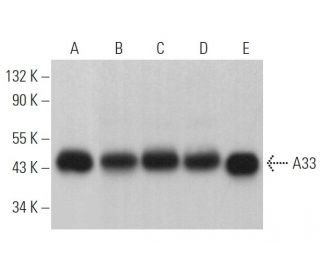 A33 Antibody (E-8) - Western Blotting - Image 364652 