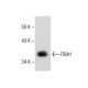 A549 Cell Lysate: sc-2413. Western blot analysis of ITBA1 expression...