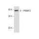 A549 Cell Lysate: sc-2413. Western blot analysis of PRDM12 expression... 