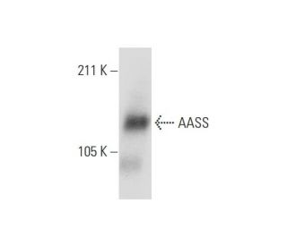 AASS Antibody (D-8) - Western Blotting - Image 289490 