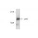AASS Antibody (D-8) - Western Blotting - Image 289490 