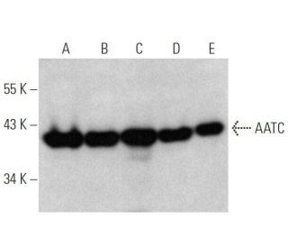 AATC Antibody (H-8) - Western Blotting - Image 356308 