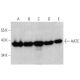 AATC Antibody (H-8) - Western Blotting - Image 356308 