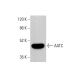 AATC Antibody (H-8) - Western Blotting - Image 382152