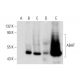 ABAT Antibody (B-12) - Western Blotting - Image 297994 