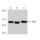 ABAT Antibody (B-5) - Western Blotting - Image 366715