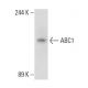 ABC1 Antibody (AB.H10) - Western Blotting - Image 108981 