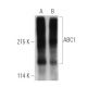 ABC1 Antibody (AB.H10) - Western Blotting - Image 394944