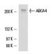 ABCA4 Antibody (3F4) - Western Blotting - Image 15736