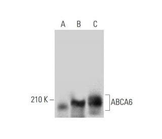 ABCA6 Antibody (A-12) - Western Blotting - Image 314076 