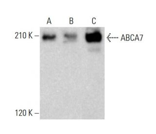 ABCA7 Antibody (E-11) - Western Blotting - Image 382839 