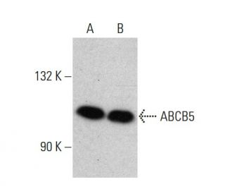ABCB5 Antibody (A-7) - Western Blotting - Image 376837 