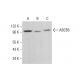 ABCB5 Antibody (A-7) - Western Blotting - Image 382087
