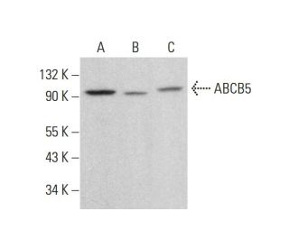 ABCB5 Antibody (A-7) - Western Blotting - Image 382087SAM Transcription Activation: SAM system utilizing dCas9-VP64, MS2-P65-HSF1, and sgRNA for precise gene transcription activation.