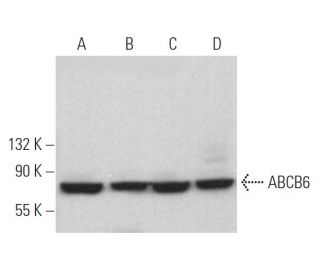 ABCB6 Antibody (G-10) - Western Blotting - Image 364137 