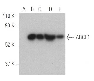 ABCE1 Antibody (F-1) - Western Blotting - Image 400728 