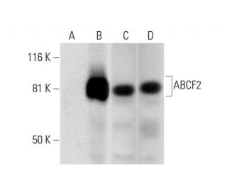 ABCF2 Antibody (E-2) - Western Blotting - Image 289603