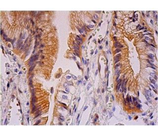 ABCG2 Antibody (B-1) - Immunohistochemistry - Image 293361 