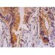 ABCG2 Antibody (B-1) - Immunohistochemistry - Image 293361 