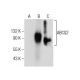ABCG2 Antibody (B-1) - Western Blotting - Image 281877 