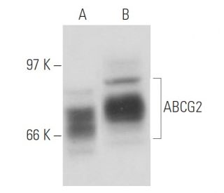 ABCG2 Antibody (BXP-21) - Western Blotting - Image 15561 