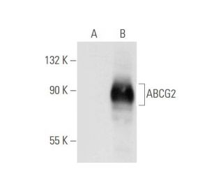ABCG2 (6D170): sc-69989. Western blot analysis of ABCG2 expression in... 
