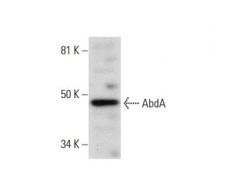 AbdA Antibody (C-11) - Western Blotting - Image 291889