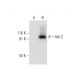 Abi-2 Antibody (B-3) - Western Blotting - Image 300086 