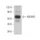 ABLIM3 Antibody (C-2) - Western Blotting - Image 376401 