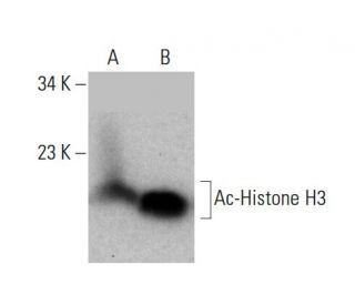Ac-Histone H3 Antibody (D-4) - Western Blotting - Image 385352