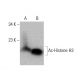 Ac-Histone H3 Antibody (D-4) - Western Blotting - Image 385352