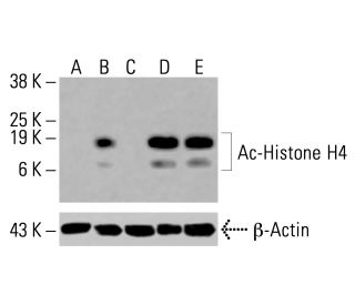 Ac-Histone H4 Antibody (B-10) - Western Blotting - Image 415994 