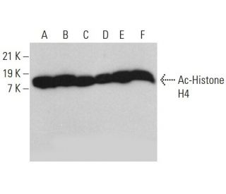 Ac-Histone H4 Antibody (E-5) - Western Blotting - Image 376674 