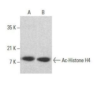 Ac-Histone H4 Antibody (F-3) - Western Blotting - Image 354038 