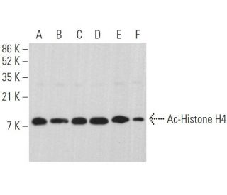 Ac-Histone H4 Antibody (F-3) - Western Blotting - Image 375132 