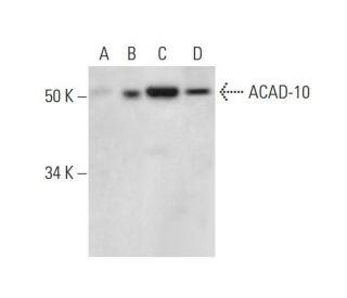 ACAD-10 Antibody (F-11) - Western Blotting - Image 293076Each CRISPR/Cas9 Knockout (KO) Plasmid product consists of a pool of 3 plasmids designed to ensure identification and cleavage of a specific gene for maximum knockout efficiency. Each plasmid encodes a unique 20 nt sequence derived from the GeCKO (v2) library.